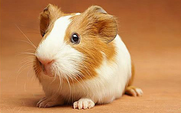 picture of guinea pig